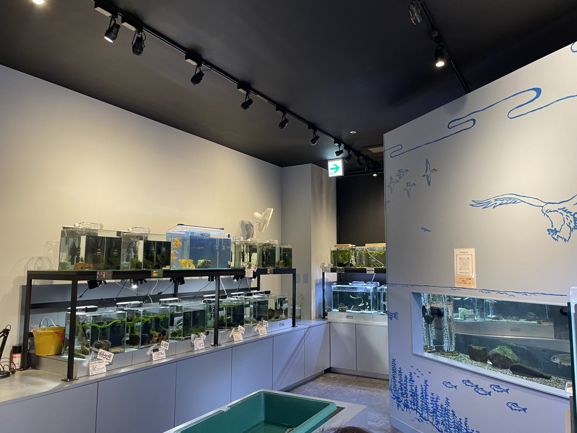 【入場無料】小さな水族館に行ってきた【長浜市】ガラス×生き物のコラボ水槽＆おもしろパネルが登場！