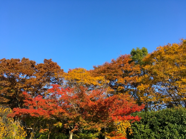 滋賀『紅葉のフリマフェスタ』11/8(土)・9(日)開催!80店フリマ、音楽ステージや大道芸、健康&体験ブースも充実!