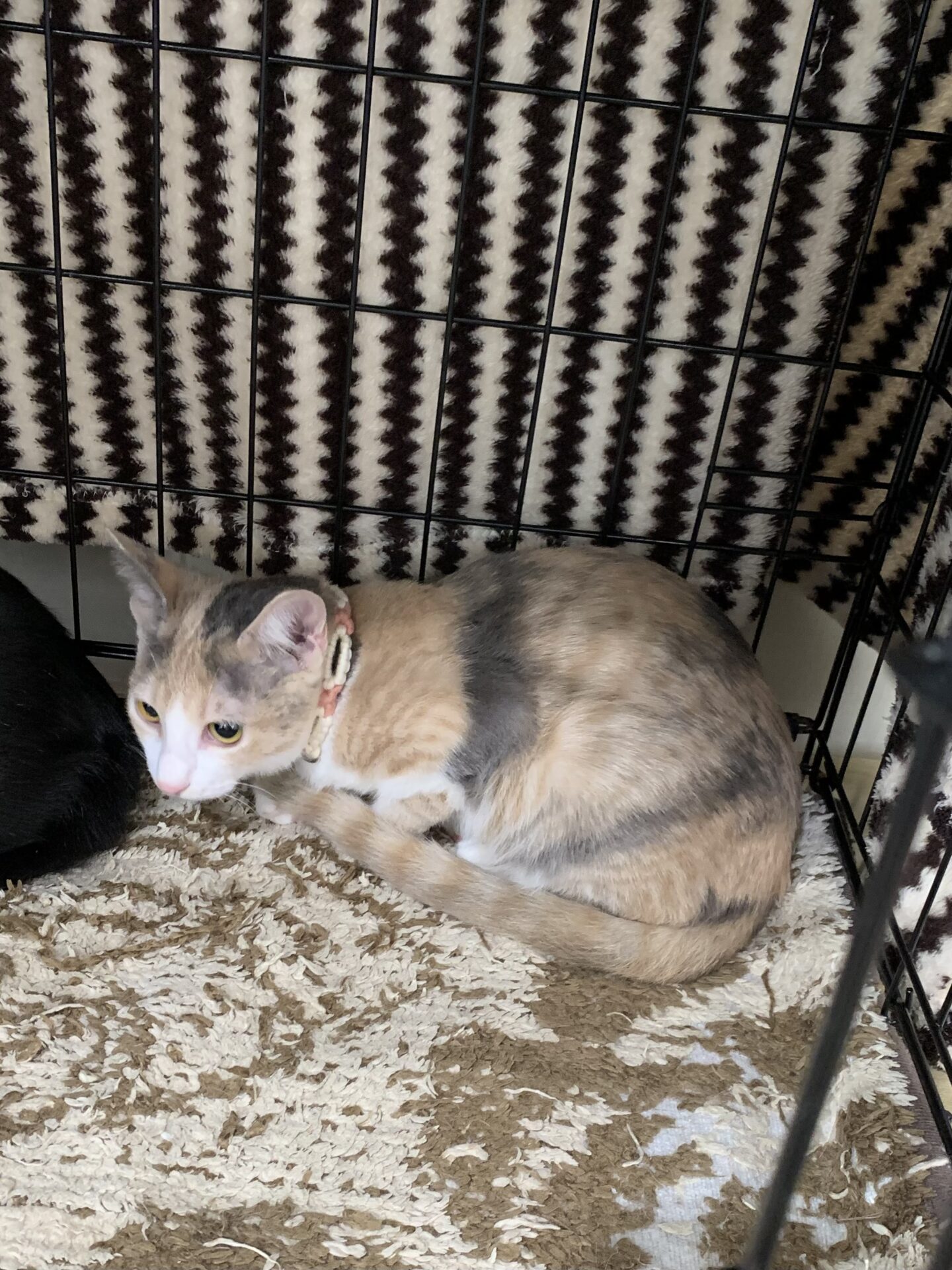 1/21【入場無料】保護猫譲渡会やチェーンソーを使ったダイナミックなカービングショーも開催！音楽祭と個性豊かなマルシェ♪〈大津市〉