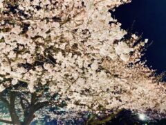 幻想的な夜桜を楽しもう♪【2024年版】滋賀県内の桜のライトアップイベント【まとめ】