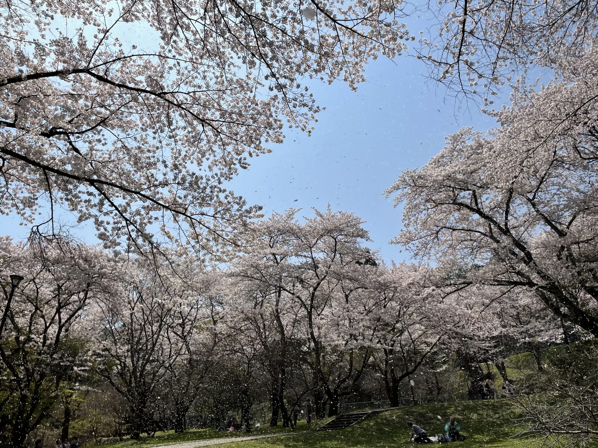 子どもと一緒にお花見行こう！【滋賀県 子ども遊べるお花見スポット9選】2024