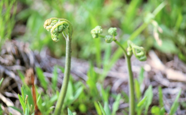 【長浜市】春の味覚を大満喫！ウッディパル余呉で「山菜摘み体験」☆揚げたて天ぷら＆ヨモギ餅つきも♪