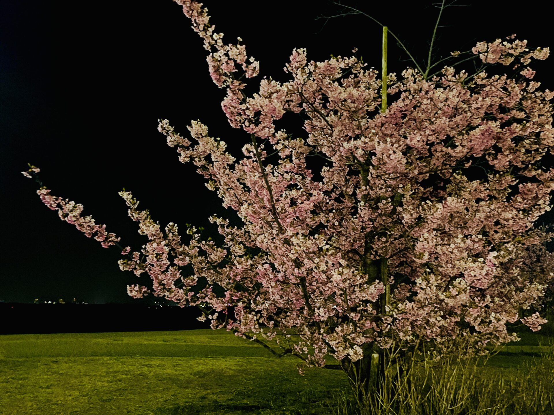 早咲桜がもう見頃！びわ湖近くのカワヅザクラが満開★【2024年 桜 開花情報】お子様連れにもオススメ！【お花見 行ってきた】大津湖岸なぎさ公園