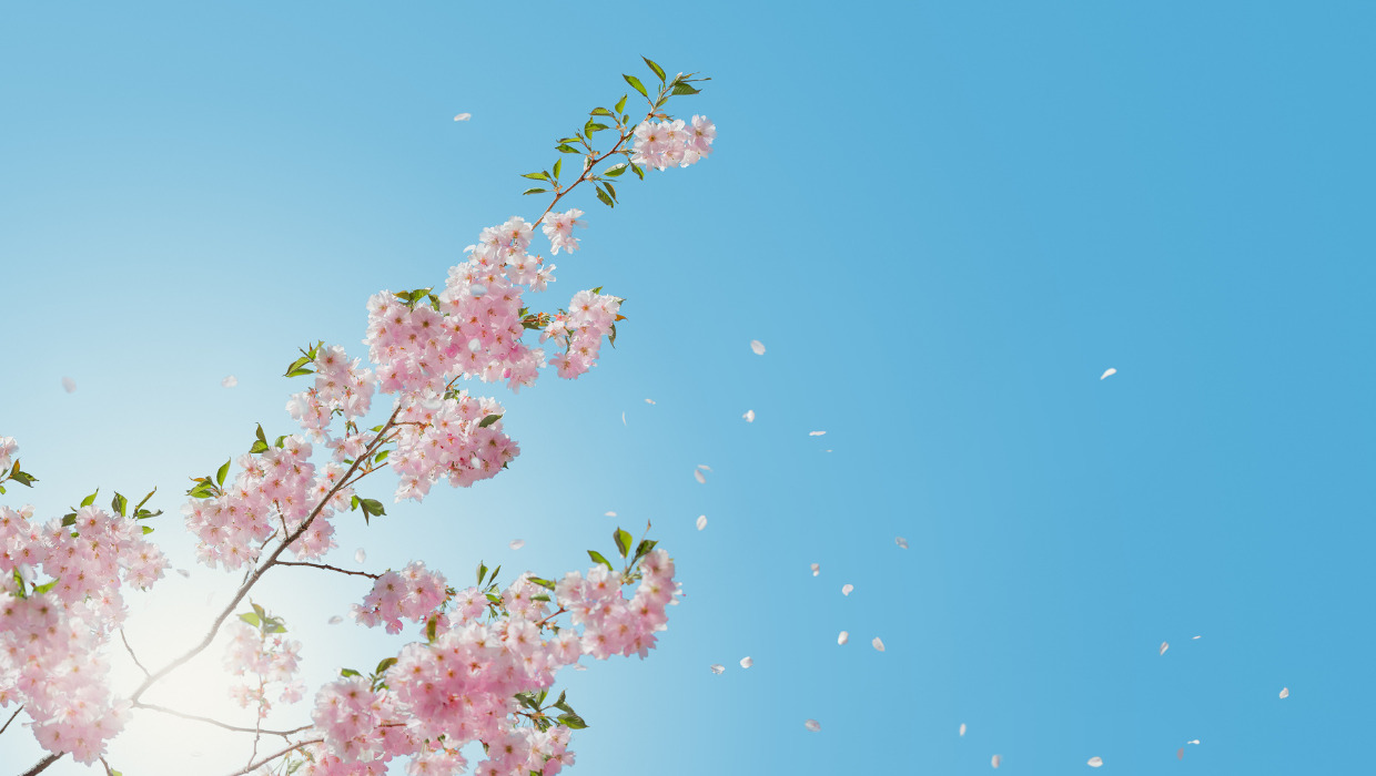 赤ちゃんからおじいちゃん、おばあちゃんまでお花見しながら楽しめる『森のおうちお花見マルシェ』開催〈4/6〉彦根市地域コミュニティ森のおうち
