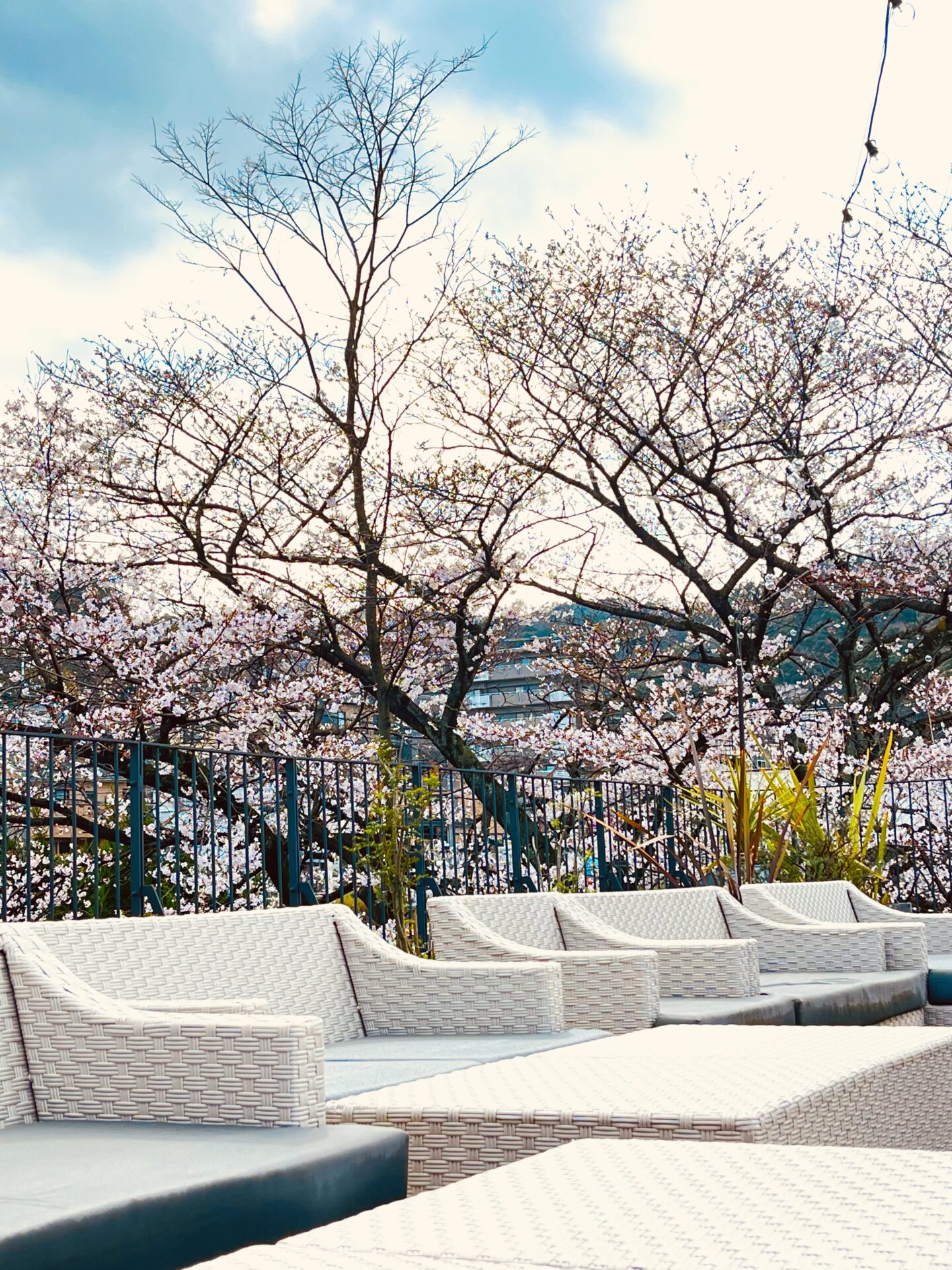 桜が絶景のテラスでドリンクバー付千円以下ランチ【行ってきた】子連れにもオススメ！THE CALENDAR【大津 グルメ】