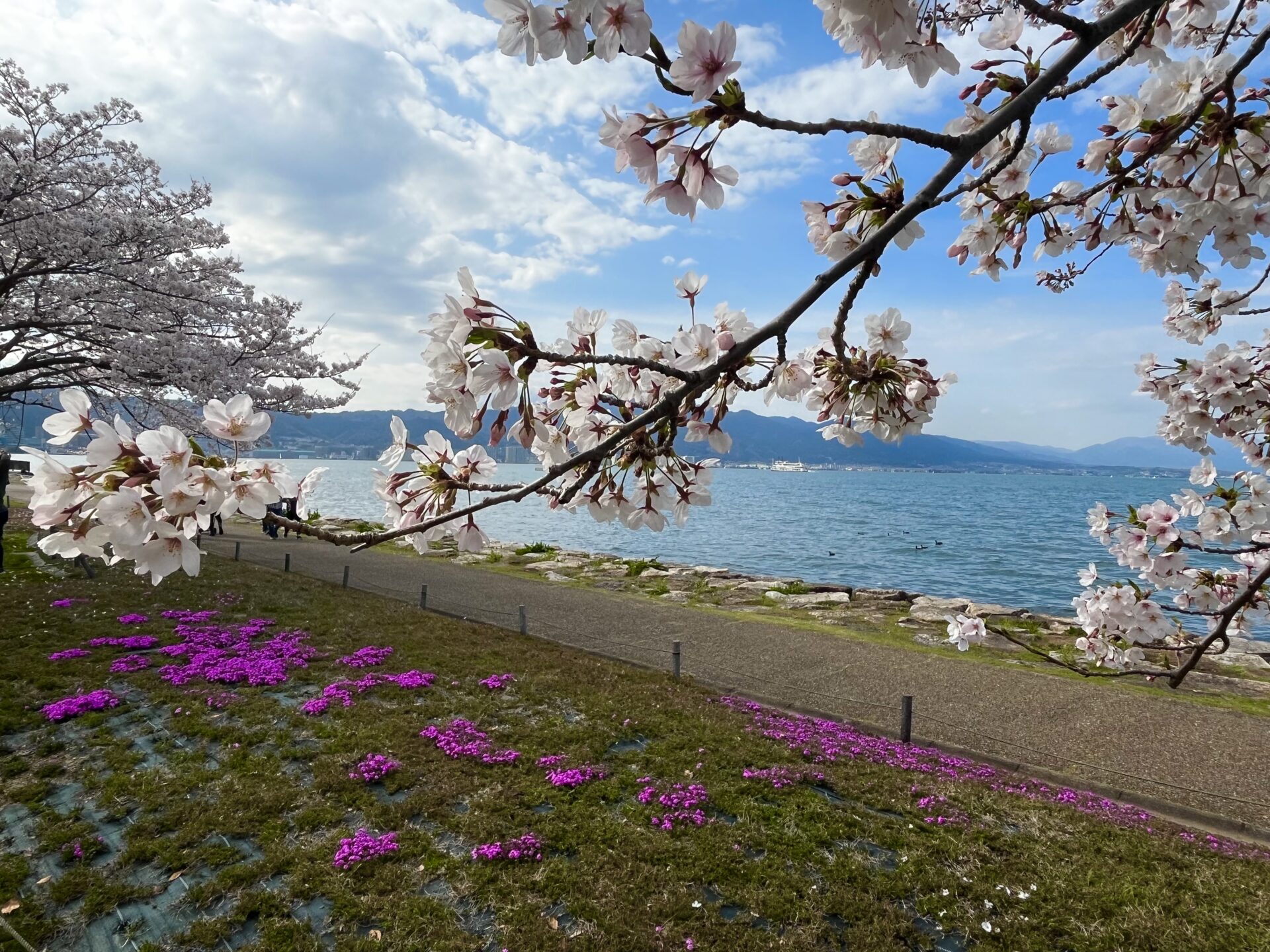 ぜ～んぶ入場無料!絶景♪菜の花・チューリップ・シバザクラなど★楽しいイベントも♪【春の花畑 3選】2024年 開花状況 桜と同時に楽しめるかも【滋賀 まとめ】