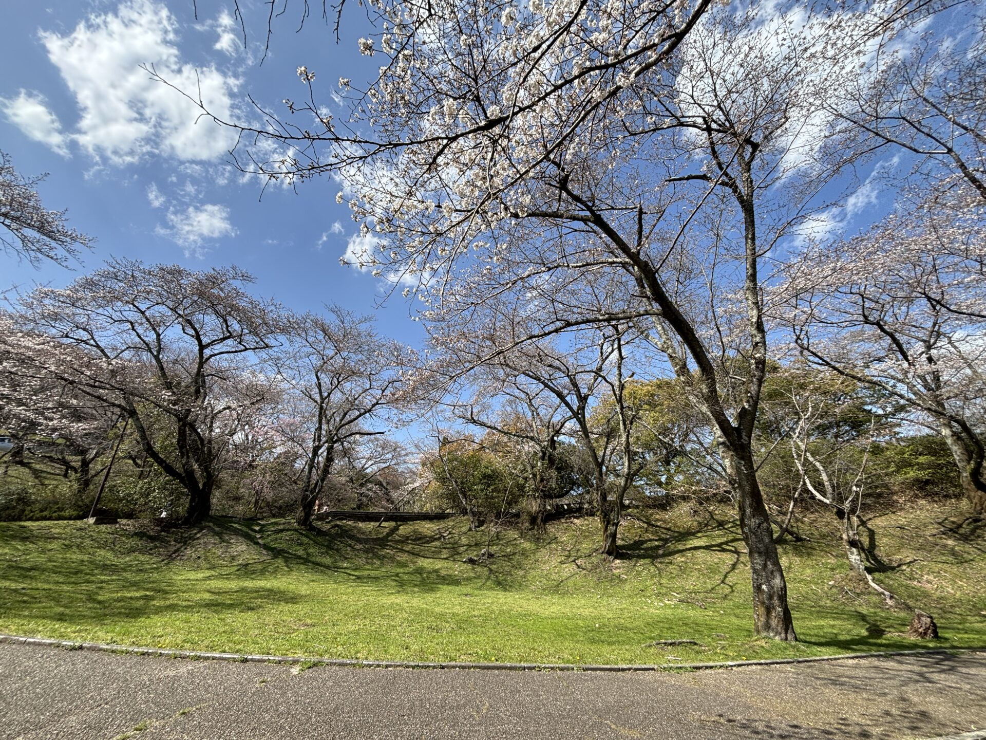 お花見スポット「皇子が丘公園」に行ってきました！4月1日時点の桜の開花状況レポート♪