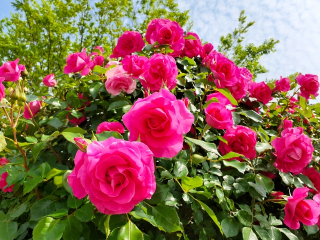 300種3000株のバラが咲き誇る！『春のローズフェスタ』びわ湖大津館にて開催☆ワークショップや楽しいイベントに遊びに行こう♪