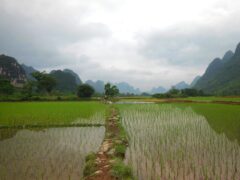 親子で自然体験しませんか？「田植え体験＆生き物探索」田んぼの生き物も見つけてみよう⭐︎栗東市の走井にて【6/9】