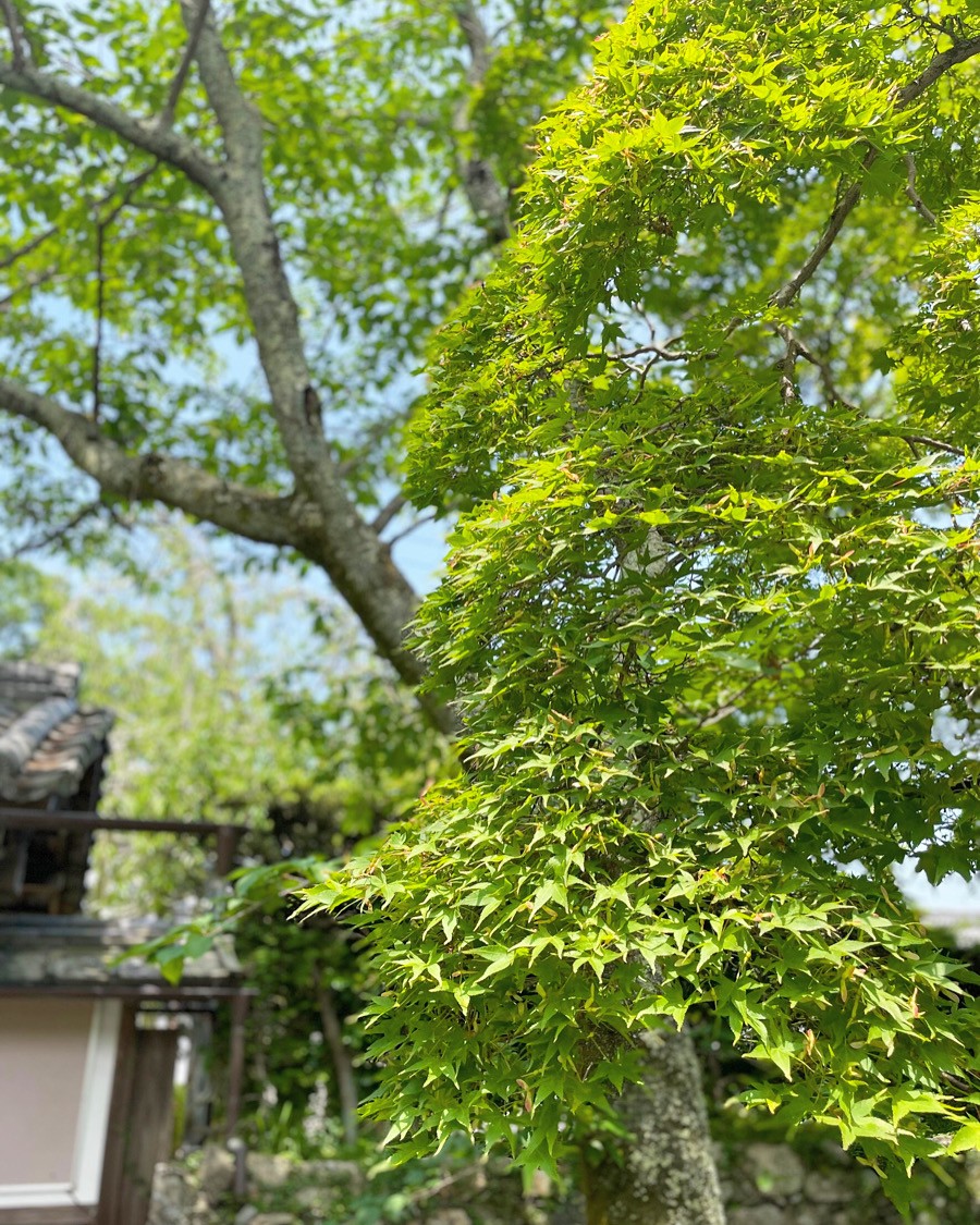 【青もみじが見頃です】新緑のかがやきに包まれてリフレッシュ♪〈大津市：西教寺〉