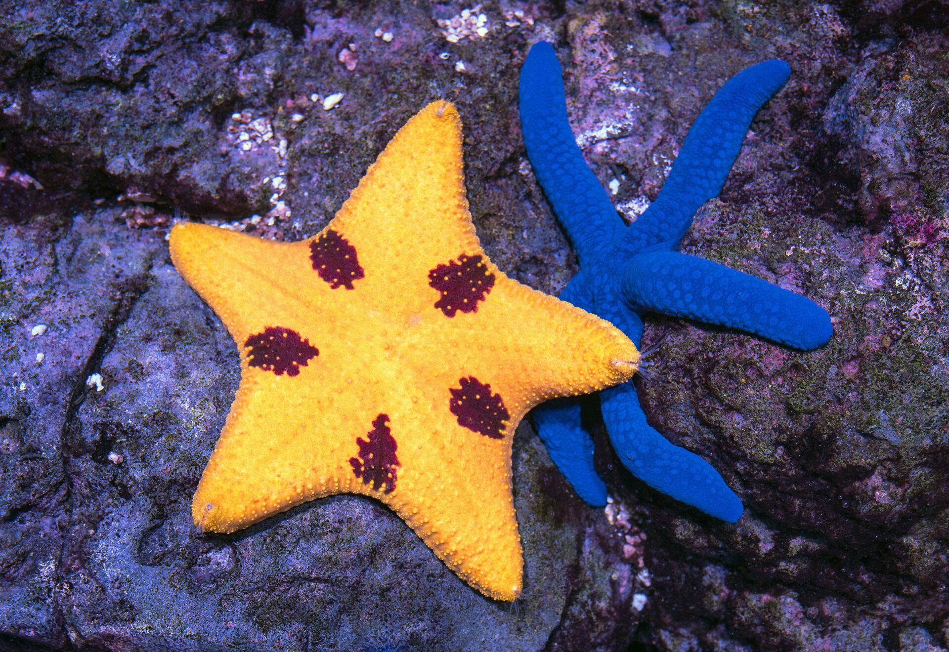 ヒトデにヤドカリ、ヒラメ、サメまで触れる！入場料500円【あそべ～る水族館】ブランチ大津京にやってくる!!【6/22・23】