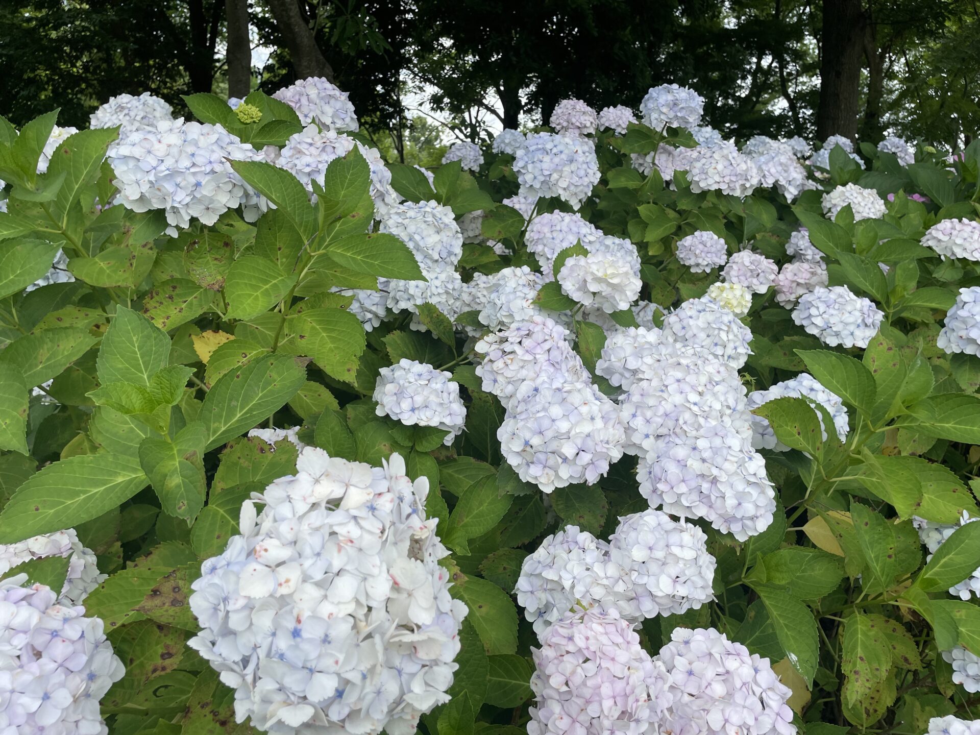 【行ってきた】1万本の世界のあじさいに囲まれる!!映えすぎ【もりやま芦刈園】子どもが遊べるコーナーも♪