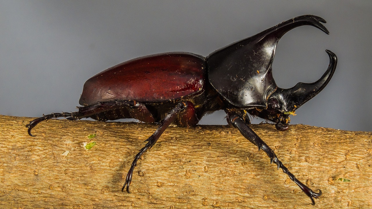 世界のカブトムシ・クワガタムシが大集合!!【参加無料】ビバシティ彦根で昆虫イベント開催決定！！