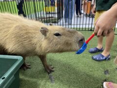 かわいい！触れ合える！生き物たちがいっぱい！「ワクワクいきものワールド」へ行って来ました⭐︎Oh!Me大津テラスにて開催中