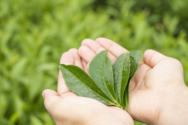 【参加無料】「近江の茶」をもっと好きになろう！「親子茶摘み体験会2024」開催★【10月26日/甲賀市】