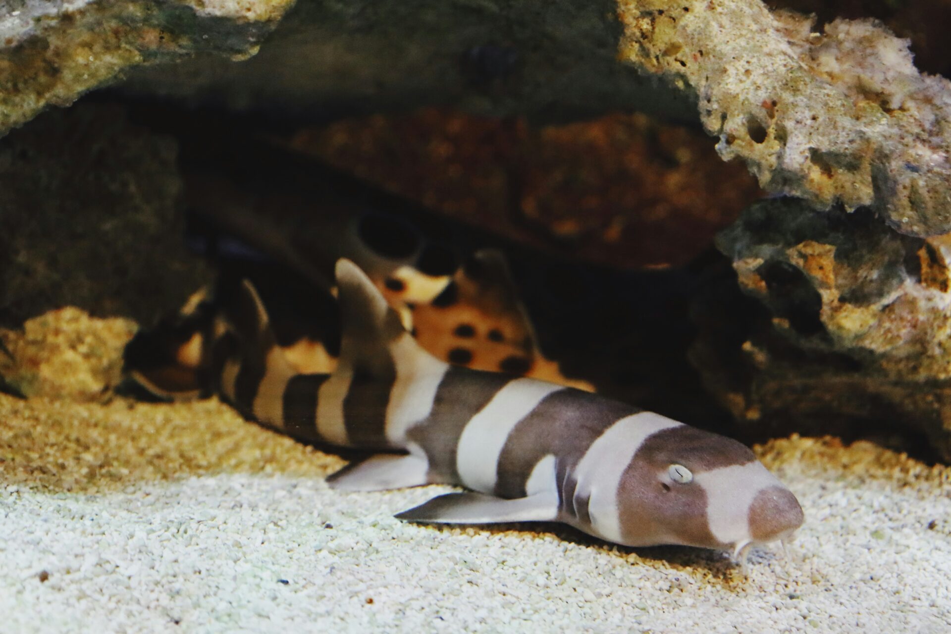 ネコザメ＆フグetc生き物大集合★海賊王宝探し体験も♪【みんなの移動水族館】10/13・14【アル・プラザ野洲】