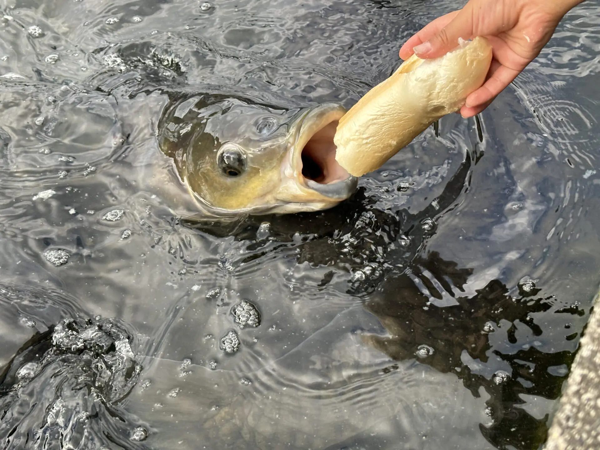 大迫力！棒麩のエサやり体験が楽しすぎる♪【南郷水産センター】に行ってきました！