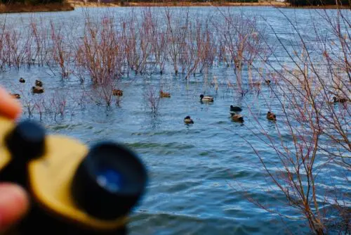 びわ湖で遊ぶ水鳥を観察しよう！「野鳥観察会～琵琶湖の冬鳥～」開催★【2月2日/草津市湖岸緑地】