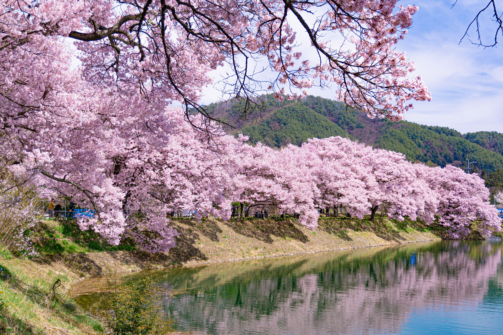 【花見ハイキング】野生の巨木・エドヒガン桜を見に行こう!【ツアー】