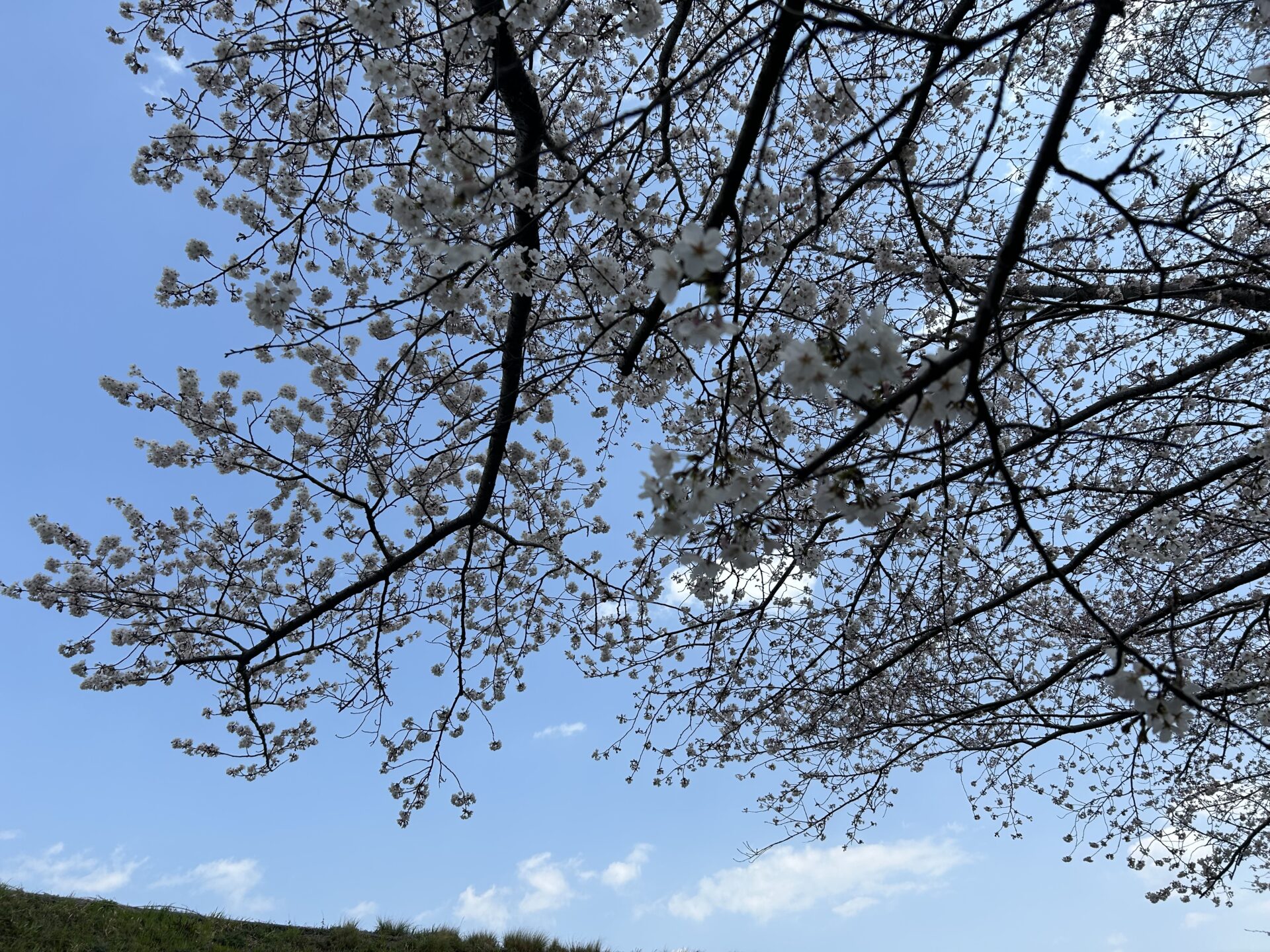 【入場無料・駐車場無料】400本の桜のトンネルが圧巻【お花見スポット】行ってきた【守山市】子供の写真を撮りやすい穴場スポットも伝授！【笠原桜公園】