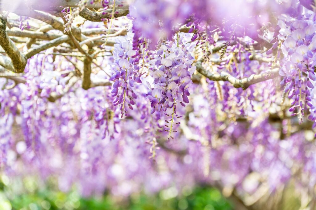 藤の花