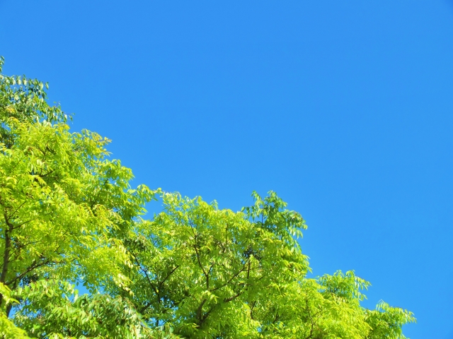 初夏の恵みと楽しさを味わおう！大人気メダカすくいも♪ 「皐月感謝祭」開催★【5月17日・18日/アグリの郷栗東】
