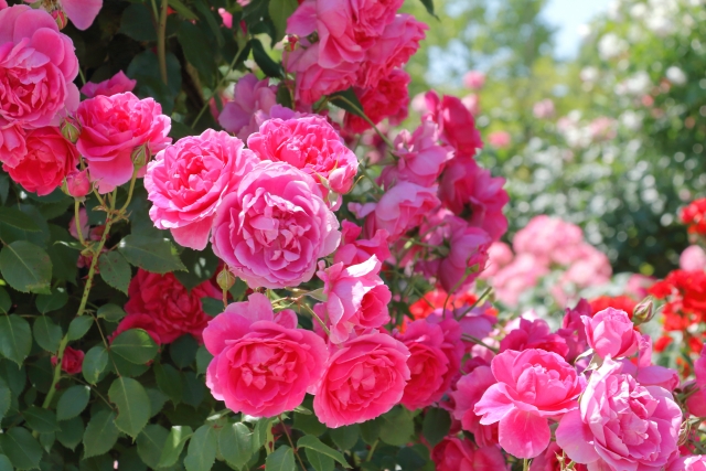 バラが見ごろ！！お花好きな方はぜひ行ってみよう！日替わりのイベント開催します！【フラワーフェスタ】