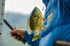 《参加無料・釣り竿無料貸し出しも》外来魚を釣りまくれ！「伊庭内湖外来魚駆除釣り大会」先着順、お早めに♪東近江市にて【6/15】