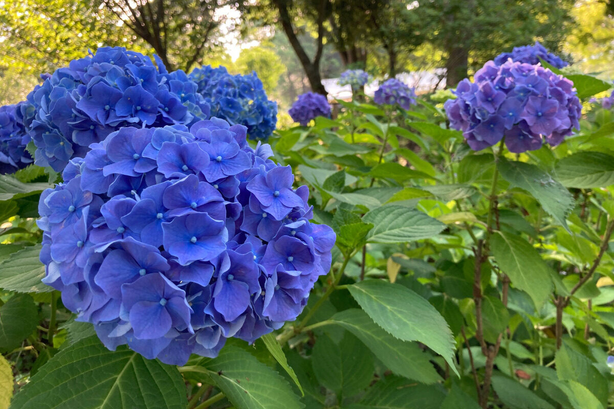 【2025年開花状況レポート】もりやま芦刈園のあじさいが見頃に！写真＆絵画コンテスト＜6/1〜7/31＞も開催中♪