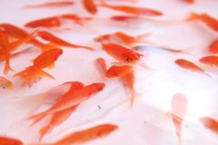 【夏休みの思い出に♪】小学生以上だれでも参加OK！“金魚すくい日本一”を目指そう。【伊吹山杯 金魚すくい選手権大会 in米原】