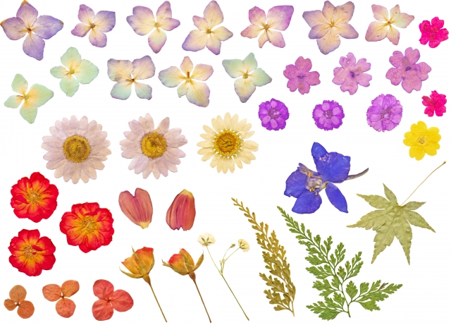 お友達や先生に今年は押し花の暑中見舞いを送りませんか？押し花のハガキを作るワークショップ開催♪【7月21日】【びわこ文化公園】