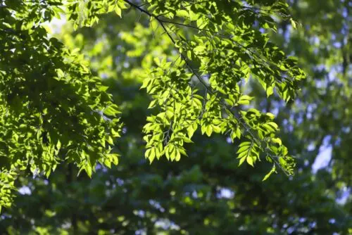 夏の森で自然を満喫☆栗東自然観察の森で自然観察やクラフト体験が開催★【2025年8月】