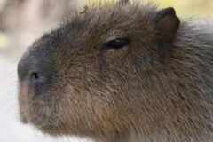 【夏休みのお出かけは、ここで決まり！】涼しい室内で、世界の珍しい生き物に出会える!!エサやり体験は100円!【ワクワクいきものワールド】が【Оh!Me大津テラス】で開催。