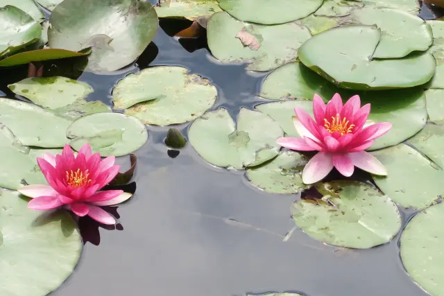 クイズラリー・ハスの葉シャワー・ハスの葉帽子作りなど！蓮いっぱいなイベント【水生植物公園みずの森・ハス祭り】