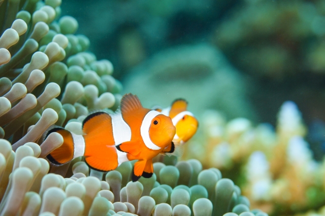 琵琶湖の魚も登場！カラフルな魚を間近で観察♪ エイスクエアに小さな水族館「SUIME（スイミー）」登場★【7月26日〜8月26日/草津市】
