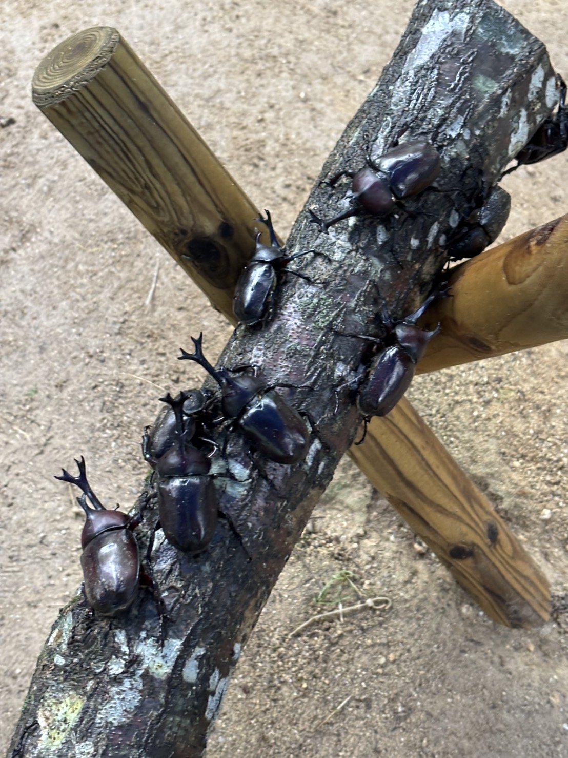 虫好きさん必見！『かぶと虫の家』比叡山　夢見が丘に行ってきた！！子どもたち大興奮！！