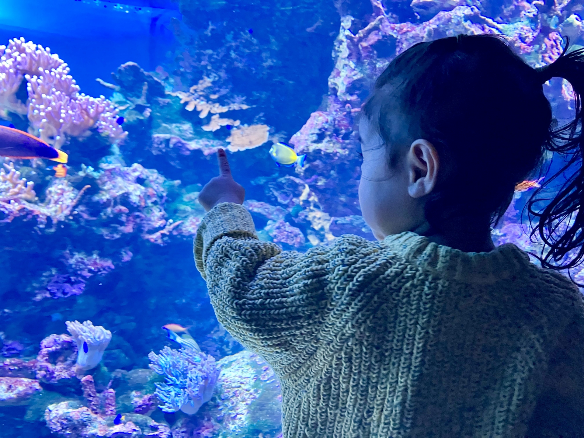 【京都水族館】2025夏休みイベント「夜のすいぞくかん」開催中★妖怪×水辺の生きもの展示や涼感スイーツ♪自由研究のヒントになる夜限定イベントも！