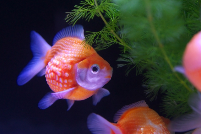 まんまる可愛い高級金魚をすくってみよう!すくえなくても持ち帰れるよ♪【9/20(土)21(日)】まんまる金魚ピンポンパールすくい！【フォレオ大津一里山】