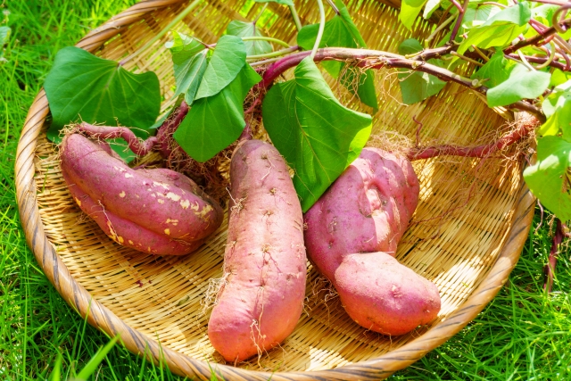 食欲の秋☆お子さんの食育にもおすすめ【お芋ほり体験】竜王町 妹背の里近くの畑で3株 1,500円！【9/13～土日祝のみ】