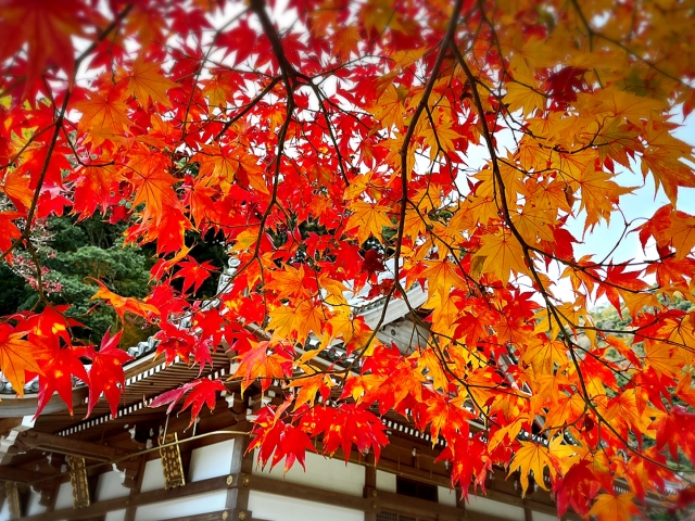 〈拝観無料〉特別な2日間☆庭園の紅葉を楽しみながら、グルメやパフォーマンスも♪〈紅葉スポット〉野洲市【兵主大社】11/29.30