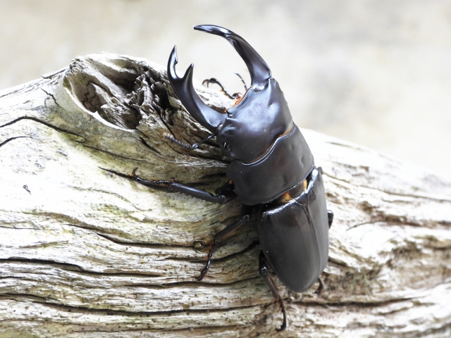 オオクワガタやニジイロも!クワガタを幼虫から育てる体験型イベントが開催★幼虫持ち帰りOK!【11月29日・30日/ビバシティ彦根】