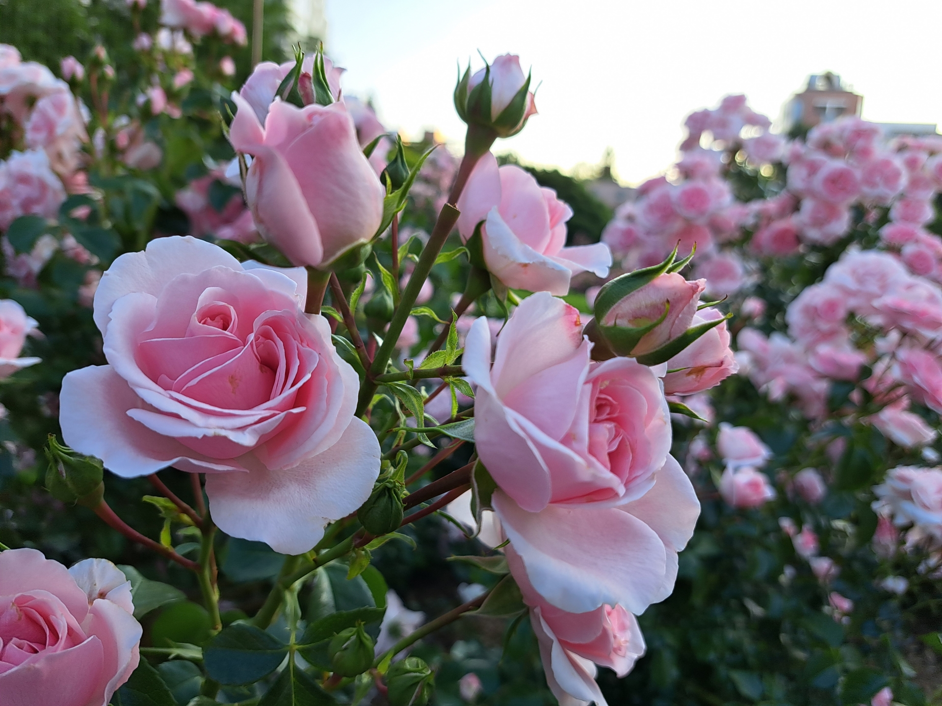 【入場料・駐車場無料！】期間限定オープン。1500株のバラに包まれた優雅なひと時を♪【「バラCafé秋」in庄堺公園】