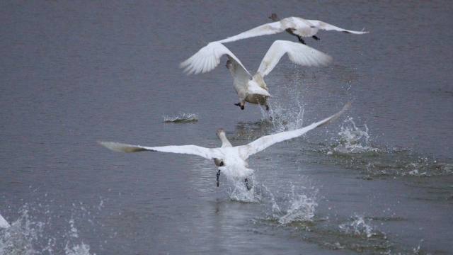 冬のビッグイベント☆冬の琵琶湖で感動体験を！初心者歓迎【野鳥観察会 はじめの一歩】彦根市