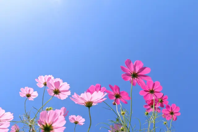 先着で花苗無料プレゼントも！【おおつ花フェスタ2025秋の緑化フェア】ステージイベントや遊びブース、グルメエリアも充実♪