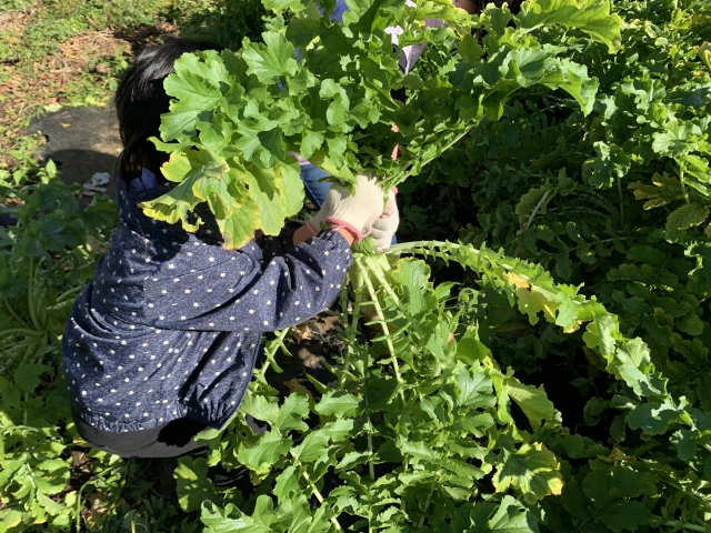 冬休みのお出かけにもおすすめ♪滋賀県【12月に出来る収穫体験5選】まとめました！