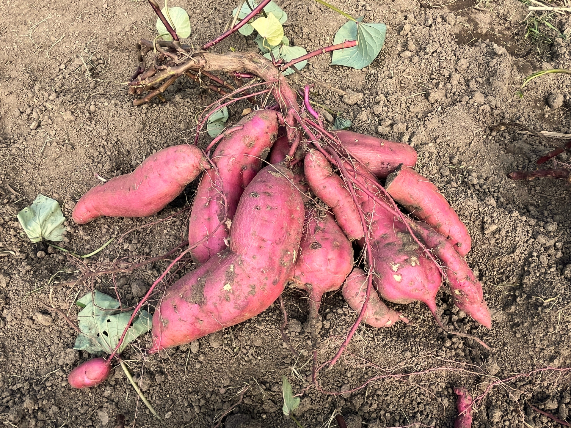 【週末のお出かけに♪】小学生以下無料・選べるお弁当付き。無農薬・無肥料の【さつまいも掘り体験会】。