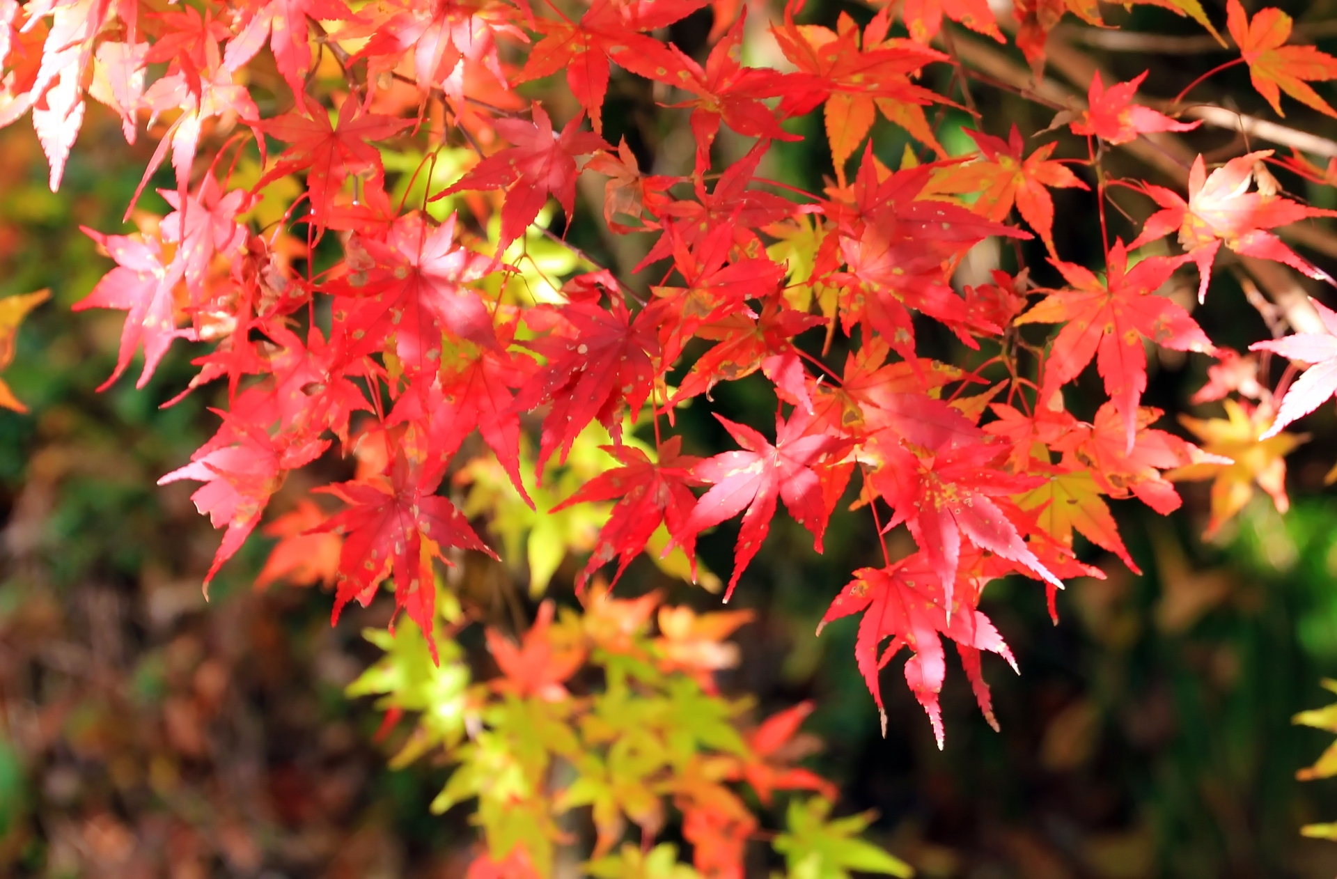 大津市｜2025年も開催★石山寺【あたら夜もみじ】紅葉ライトアップ開催！1,000本を超えるモミジを親子で見に行こう♪＜11/14〜11/30＞