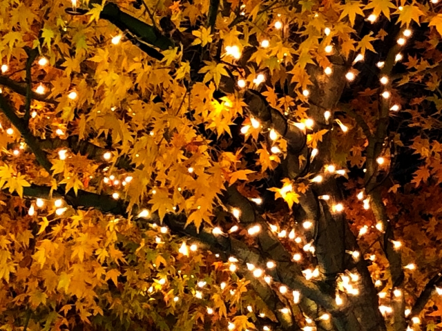 秋の夜長は幻想的な草津へ☆〝音・光・食〟を楽しめる「第２回くさつ華あかりフェスタ」スイーツマルシェや子ども向け屋台も♪〈11/8〉