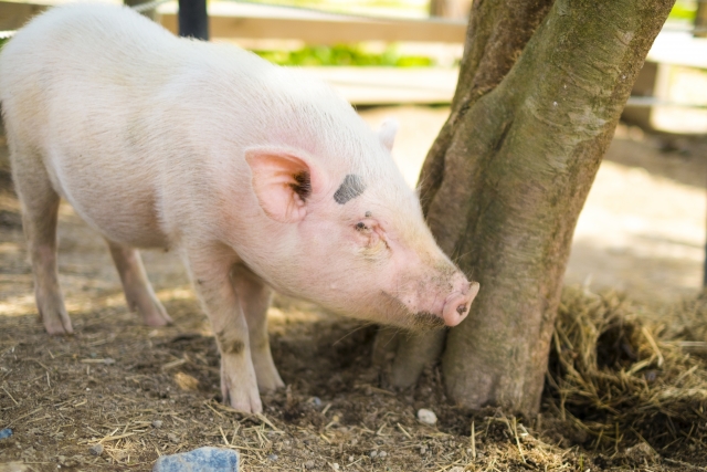 家族みんなでお正月のお出かけに♪もちまき・餅つき・ミニブタ芸・昔遊びも！盛りだくさん！【もくもくのお正月　1/2～1/4】