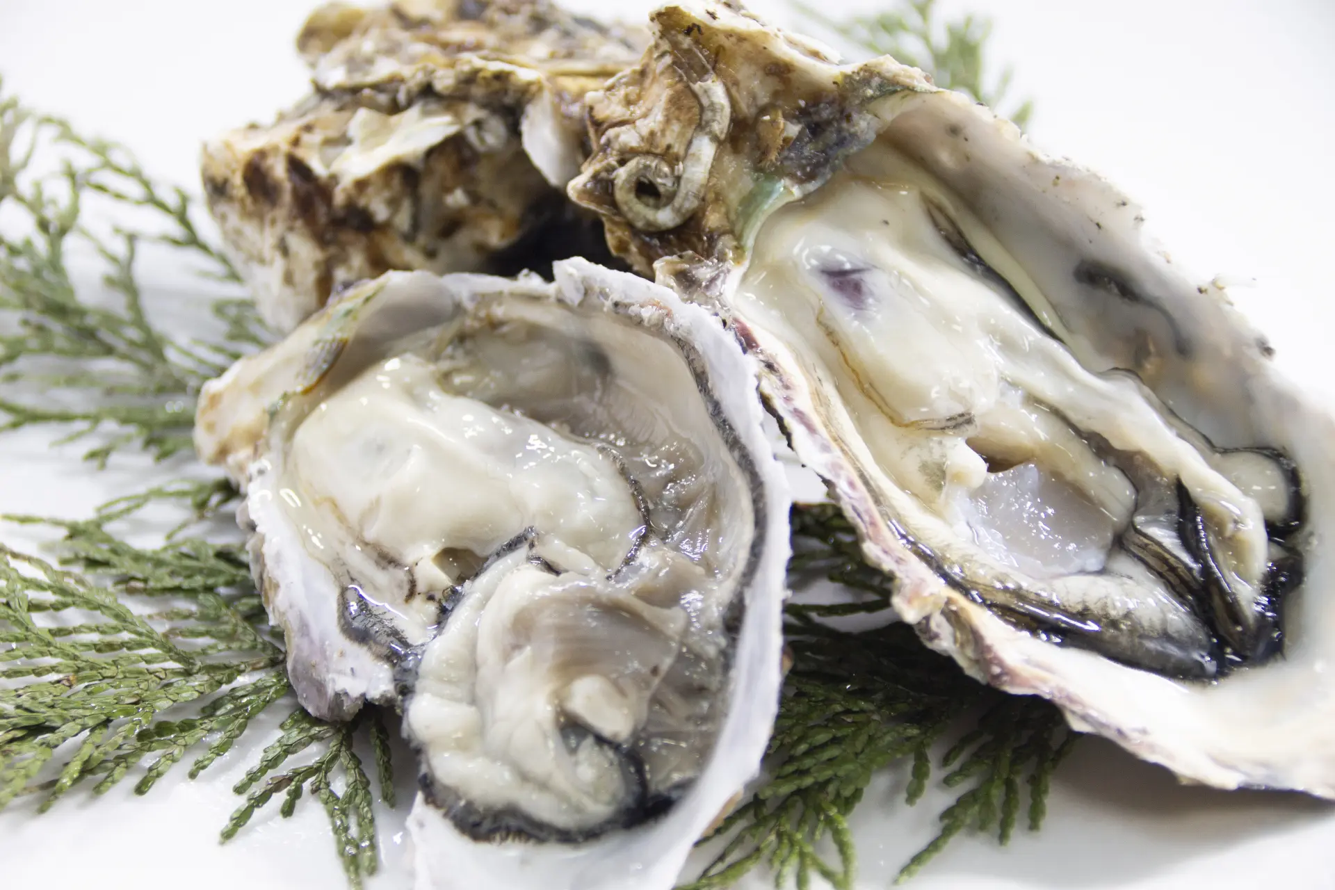 【期間限定】滋賀で新鮮な海鮮BBQが楽しめる出張牡蠣小屋がオープンします。【旅する海鮮カキ小屋カキダオレ彦根店】